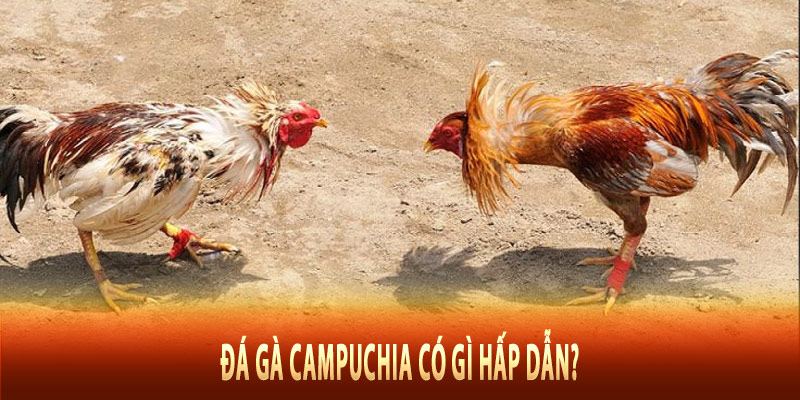 Đá gà Campuchia có gì hấp dẫn?